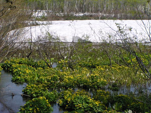 皮松谷地沼より　4