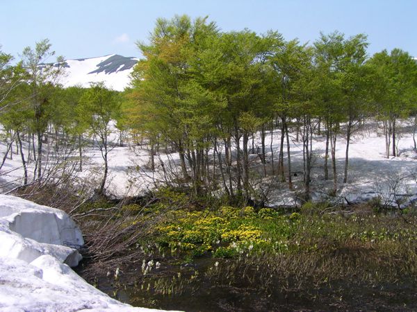 皮松谷地沼より　5