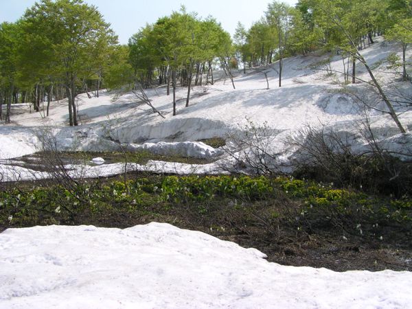 皮松谷地沼より　6