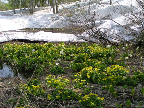 皮松谷地沼より　7