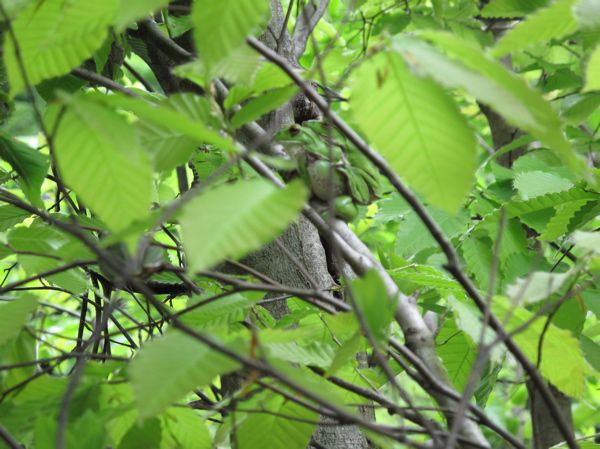 モリアオガエル　卵塊　1