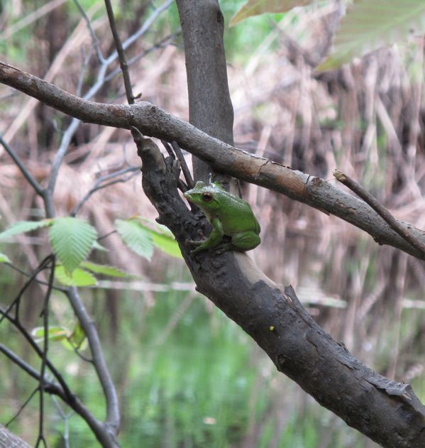 モリアオガエル　　1