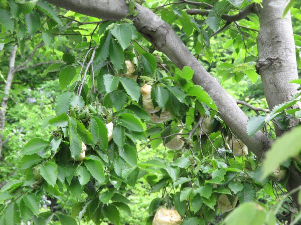 モリアオガエル　卵塊　2