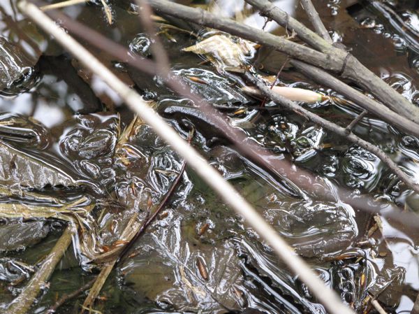 クロサンショウウオ