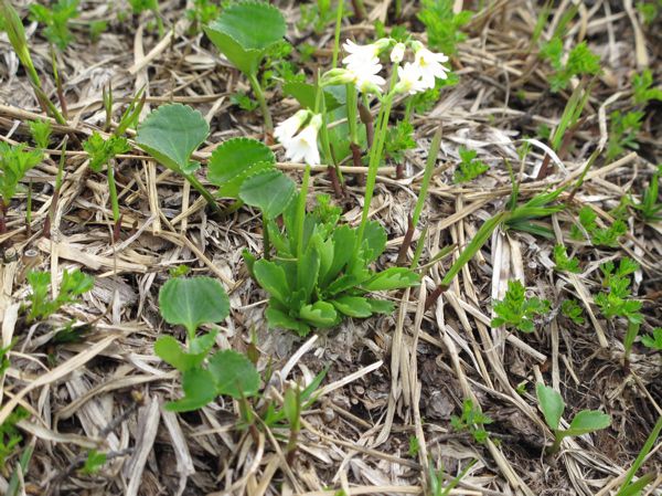 姥ヶ岳9合目まで
