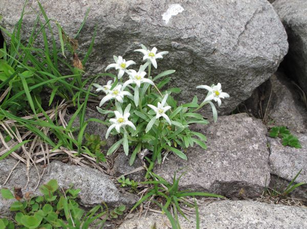 ヒナウスユキソウ