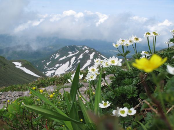 ハクサンイチゲ