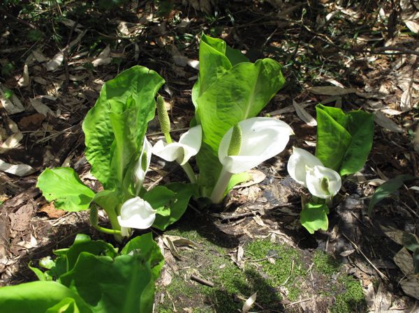 純白のミズバショウ