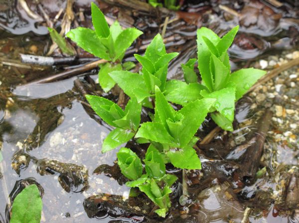 チョウジギクの芽だし