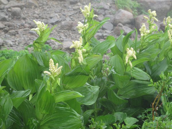 純白のコバイケイソウ