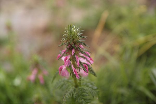 ヨツバシオガマ