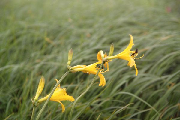 ニッコウキスゲ