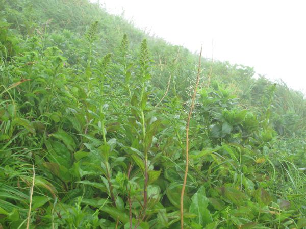 ハクセンナズナ