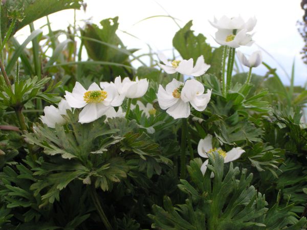 ハクサンイチゲ