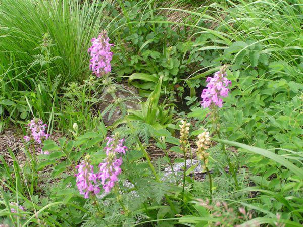 ヨツバシオガマ