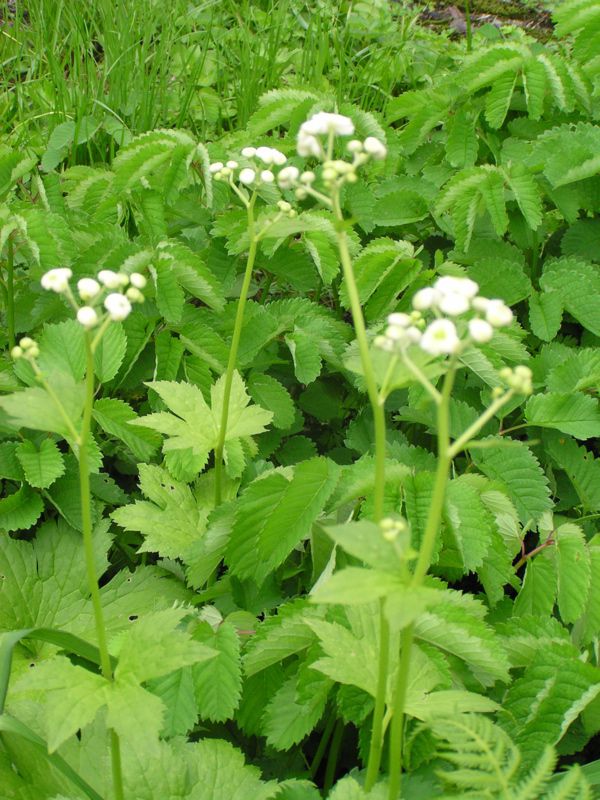 モミジカラマツ