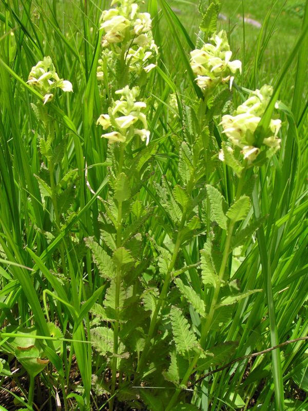 エゾシオガマ　2