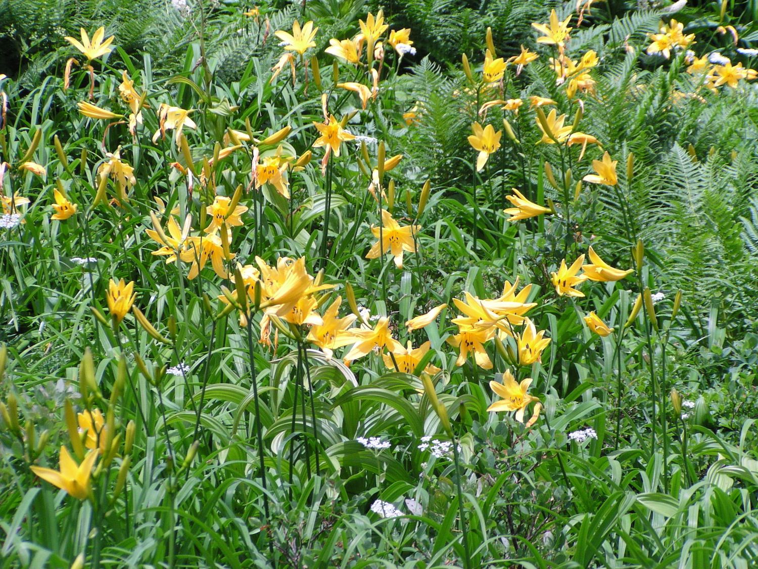 満開のニッコウキスゲ