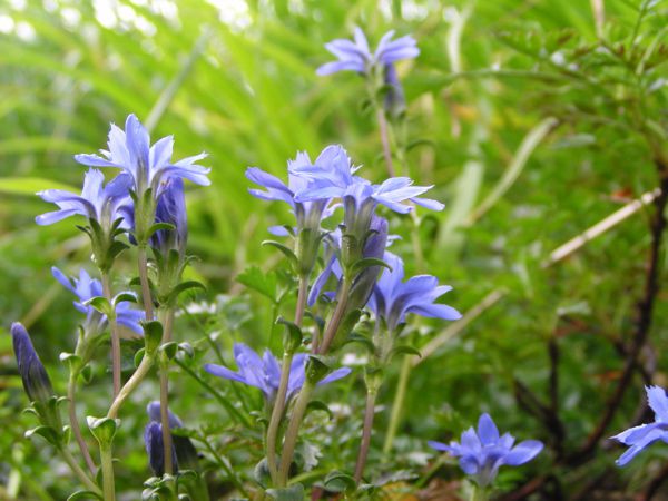 湿地のエゾリンドウ