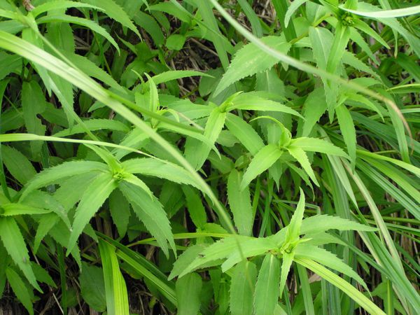 チョウジギクの芽だし