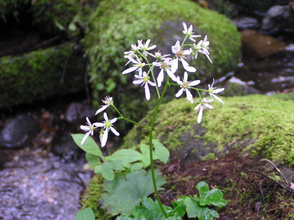 ダイモンジソウ