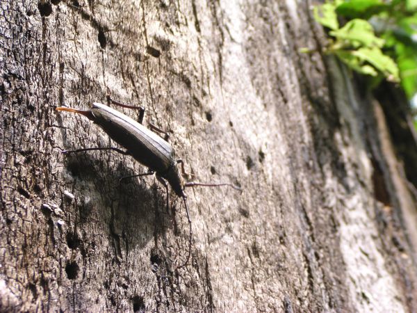 カミキリムシの産卵