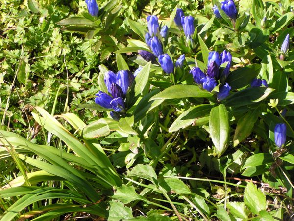 エゾオヤマリンドウ