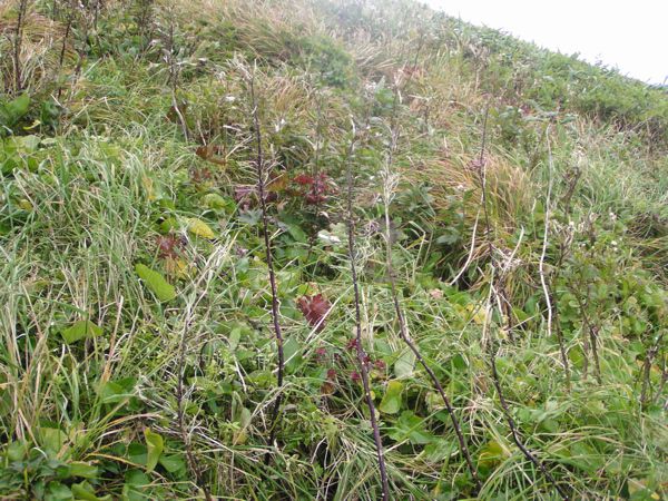 ハクセンナズナ