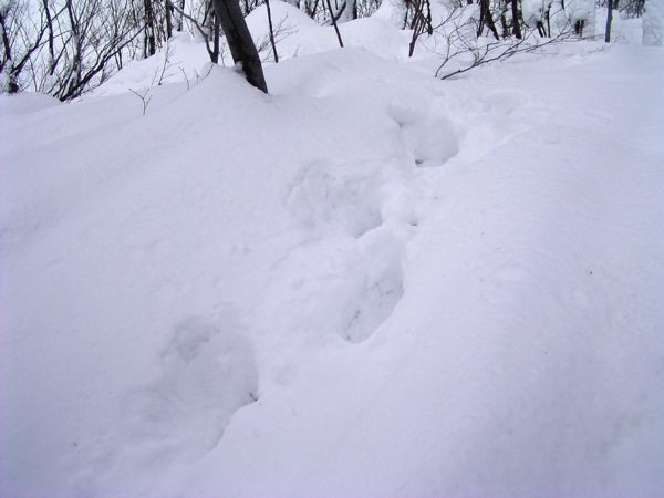 熊の足跡