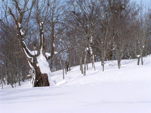 難を逃れた老木
