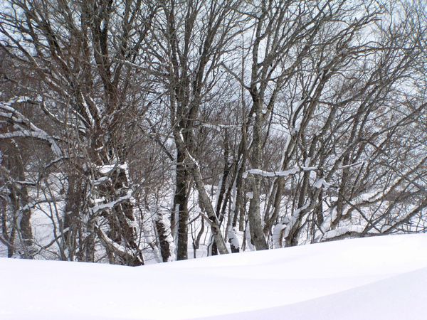 原始の森「ゴガラミ」