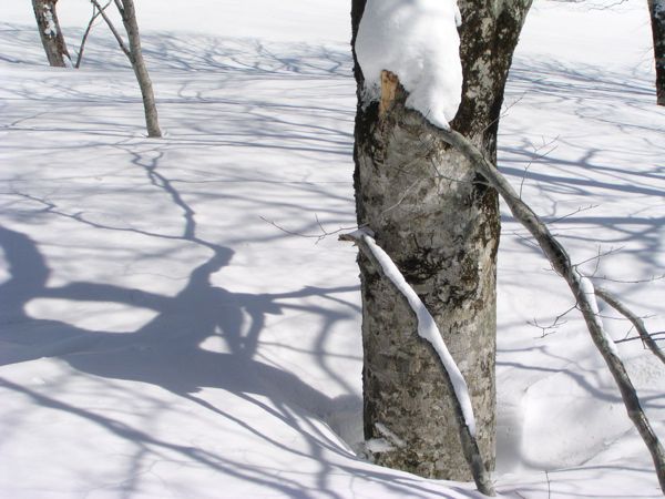 積雪と枝折れ