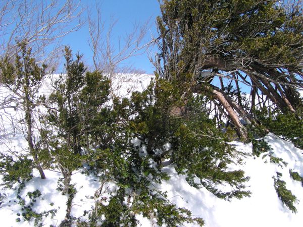 400年経つキャラボク