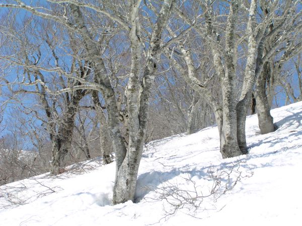 森林限界 ブナ 4