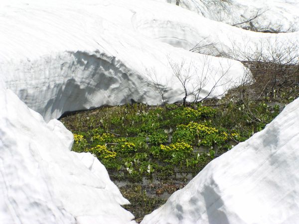 雪と植物　1