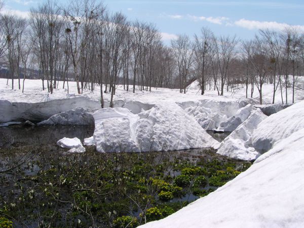 雪と植物2