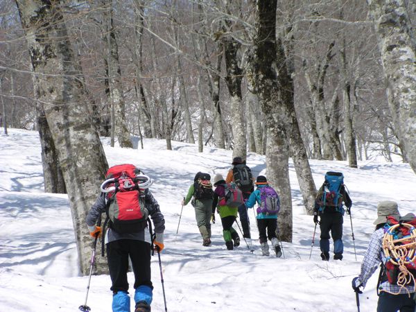 湯殿山山麓のブナ林