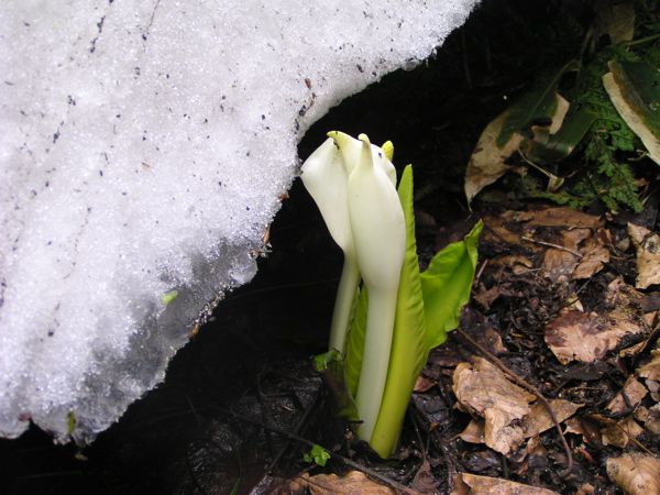 残雪を笠に