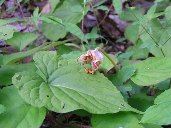 カタクリの実 3
