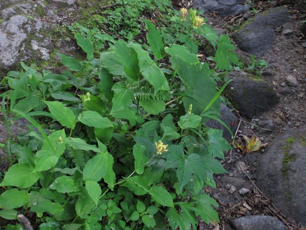 見事な開花振り