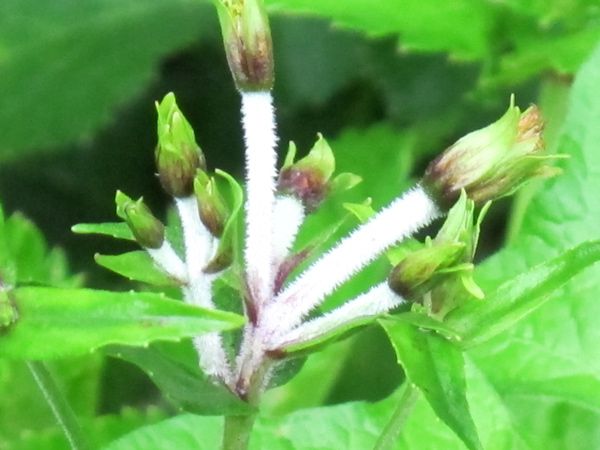 盛夏の花々　　1.チョウジギク