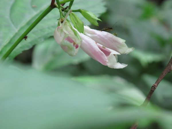 虫に食われて　