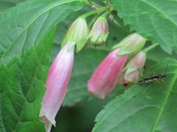 花を食べる