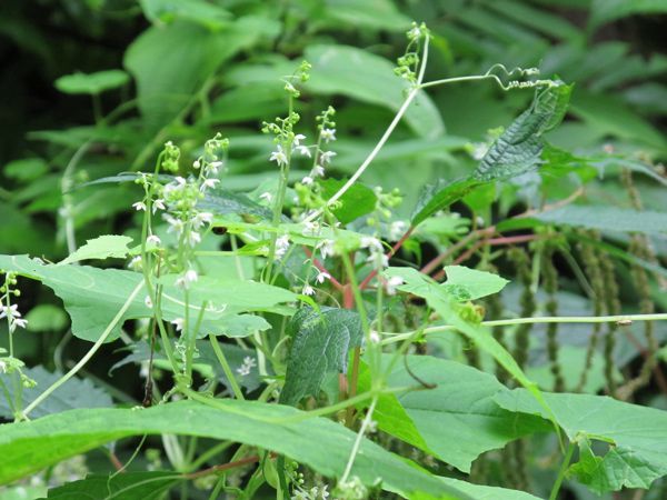 ミヤマニガウリ雄花序