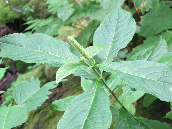 テンニンソウ開花間もなく