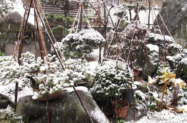 日中の雪