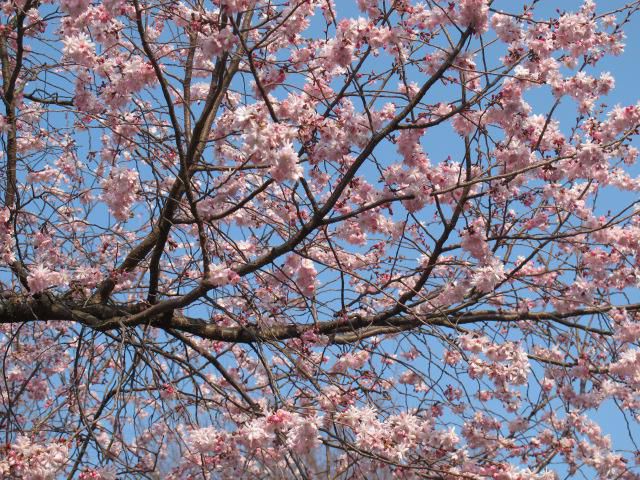 10月桜