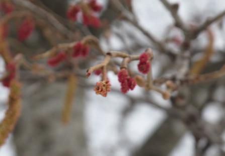 ハンノキの花