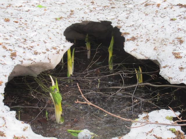 雪中の中で