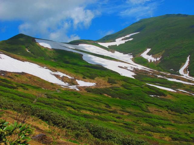 高山植物